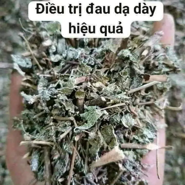 1kg CHÈ DÂY RỪNG cho người bị đại tràng, dạ dày