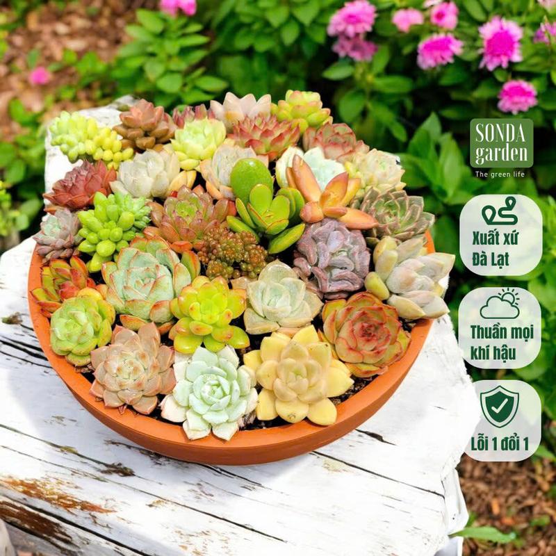 Set 40 cây sen đá mini 2.5-4cm kèm chậu nung 20cm & đất đủ trồng,(quà tặng trên live) cây cảnh trang trí nhà cửa, lỗi 1 đổi  1
