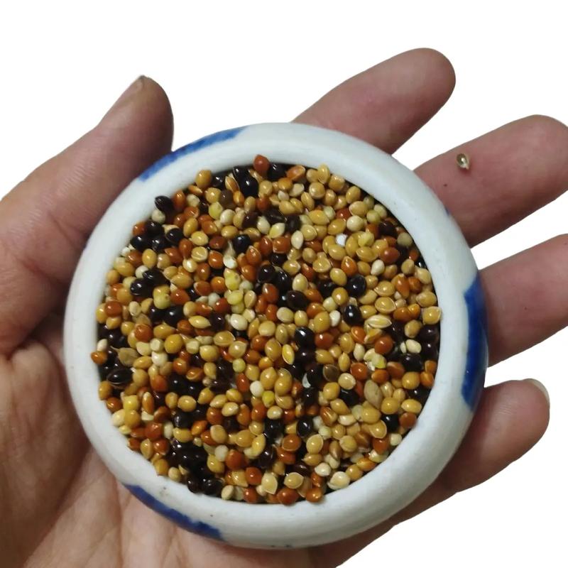 COMBO 3kg cỏ thái dành cho yến phụng, cu gáy, vẹt