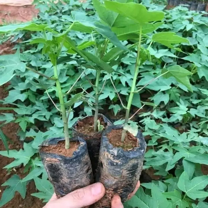 cây giống đu đủ lùn quả ngon ngọt rễ ổn định bầu.