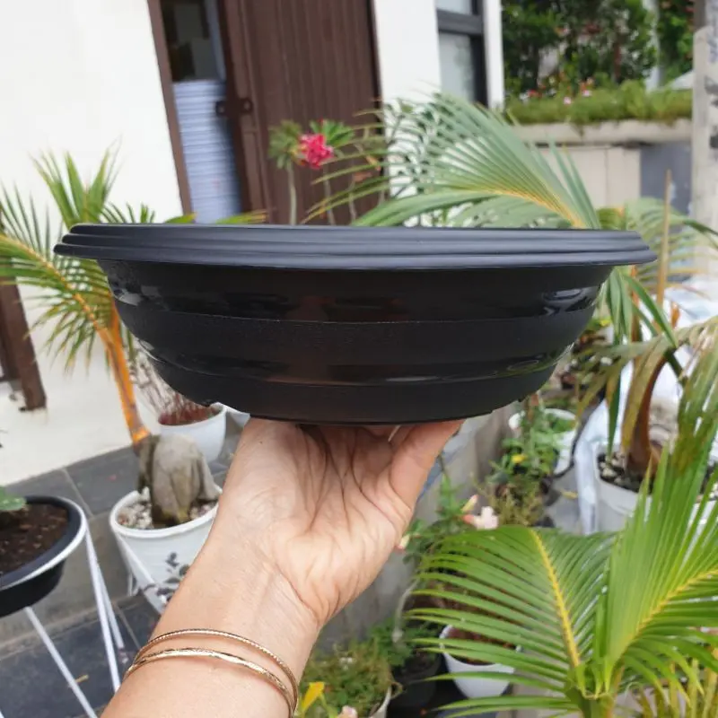 AZALEA BONSAI BAZ 25 HITAM-PUTIH Pot bunga bonsai ceper murah motif tawon bagus 1