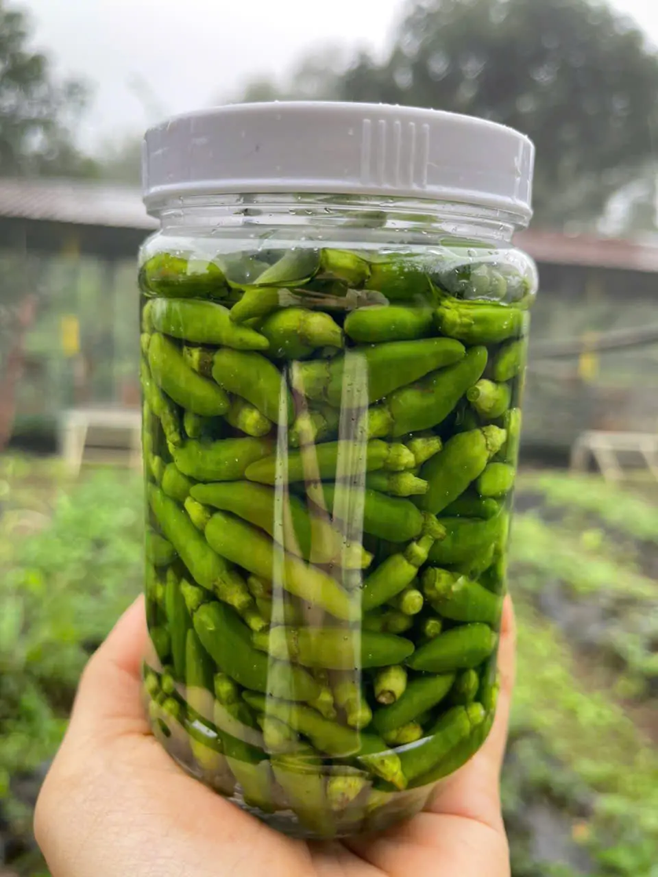 1 Hủ Ớt Xiêm Xanh Ngâm Mắm - Giòn - Cay - Thơm - Vườn Nhà Naa