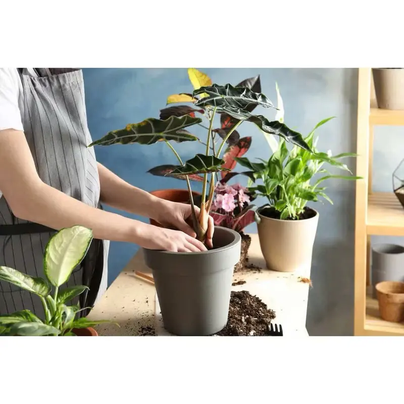 (COMBO 5 Viên) Đất trồng cây nén dạng viên sơ dừa hữu cơ vi sinh dinh dưỡng 7