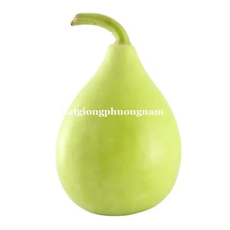 5 HẠT - HẠT GIỐNG BẦU TRÒN ĐÀ LẠT 3