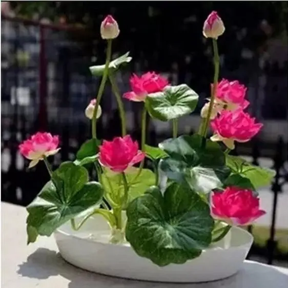 Biji Benih Lotus Mini Bunga Teratai Varian Warna