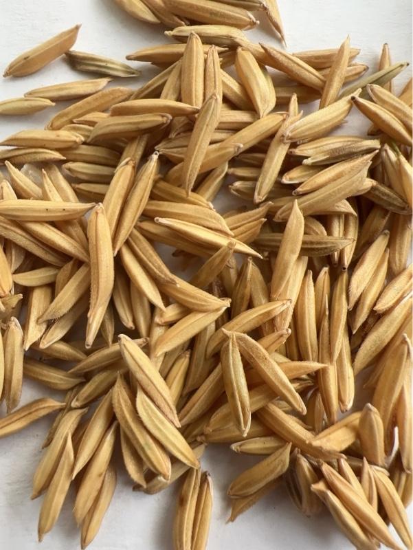 Product Introduction of Lúa ST25 Hàng Chuẩn Sóc Trăng 8