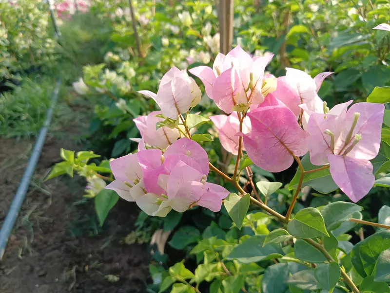 Cây hoa giấy Sakura phớt hồng nguyên bản 3