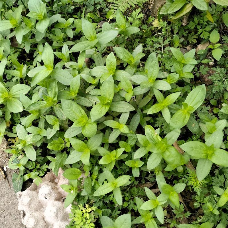Hạt giống cúc lá nhám ( gói 200 hạt) 0