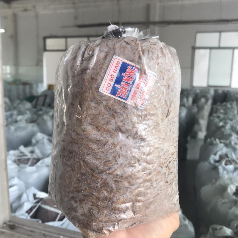Combo 8 Meo Nấm Rơm Thần Nông (550g) - Tặng Tài Liệu Trồng Nấm Rơm Trong Nhà 2