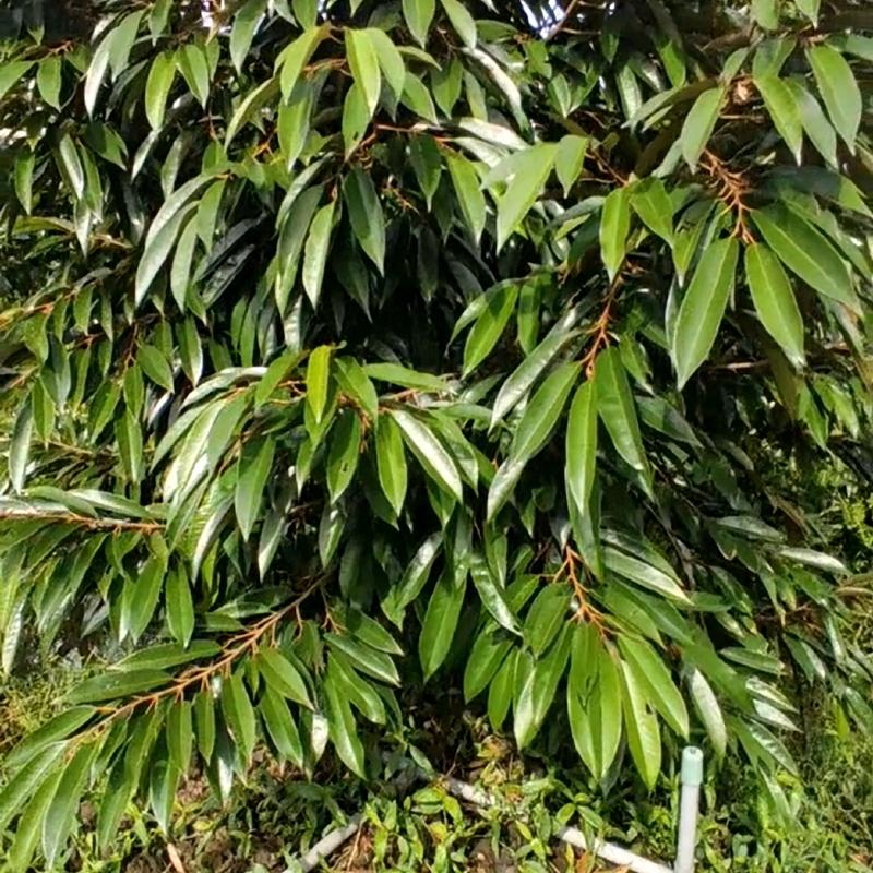 Phân hữu cơ AMINO FULVIC X2 2