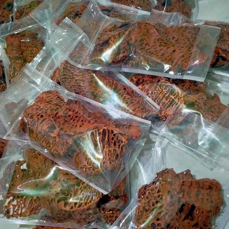 Sarang semut Papua Myrmecodya pendants 5