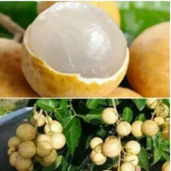 ANAK POKOK LONGAN PING PONG HYBRID THAILAND 3 FEET TALL (Limited Time Offer!) [WEST MALAYSIA ONLY]