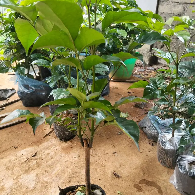 cây hạnh phúc.cao 25_45cm phù hợp để bàn nhận hàng như hình mua 5 tặng 1. 7