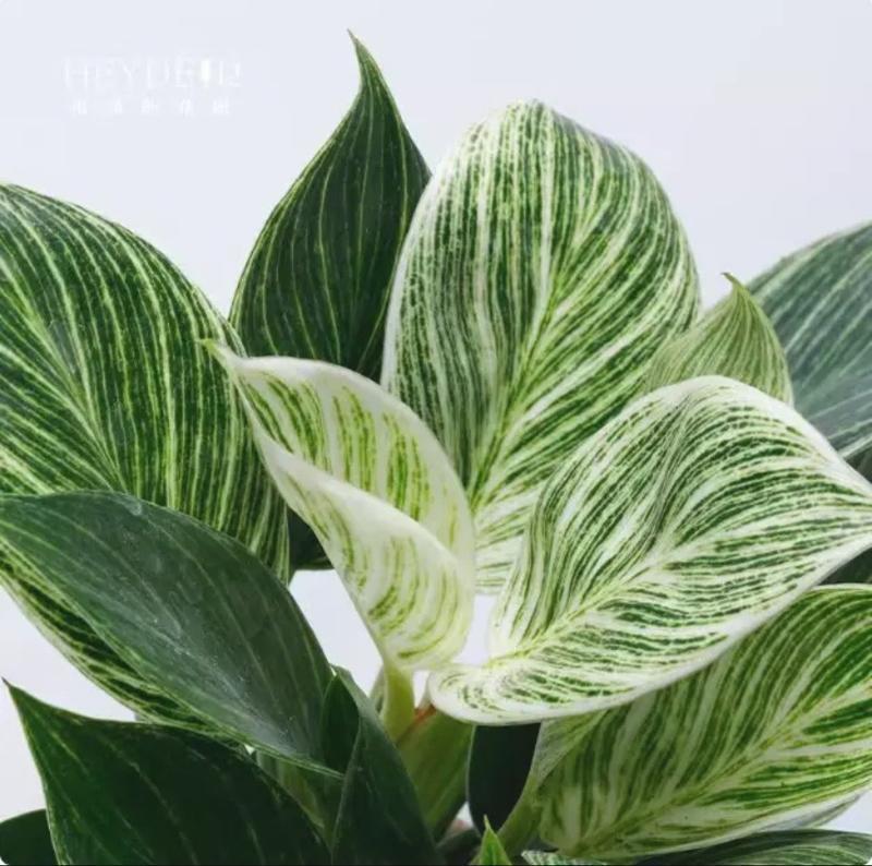 Product Introduction of Tanaman Hias Philodendron Birkin - Dekorasi Ruangan Alami - tanaman artificial 5