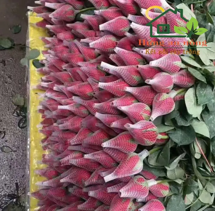 10 mét túi lưới đựng phân tan chậm, phân dê, bọc các loại hoa, bọc cố định nhiều loại sản phẩm bản 1cm , 2cm 4