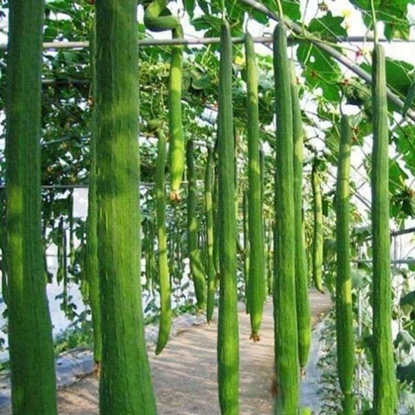 Hạt giống Mướp hương siêu dài
