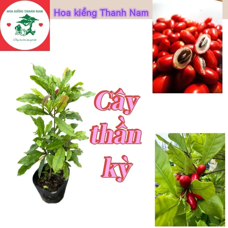 Cây thần kỳ thay đổi vị giác - sản phẩm chất lượng cây cao 30-40cm 0