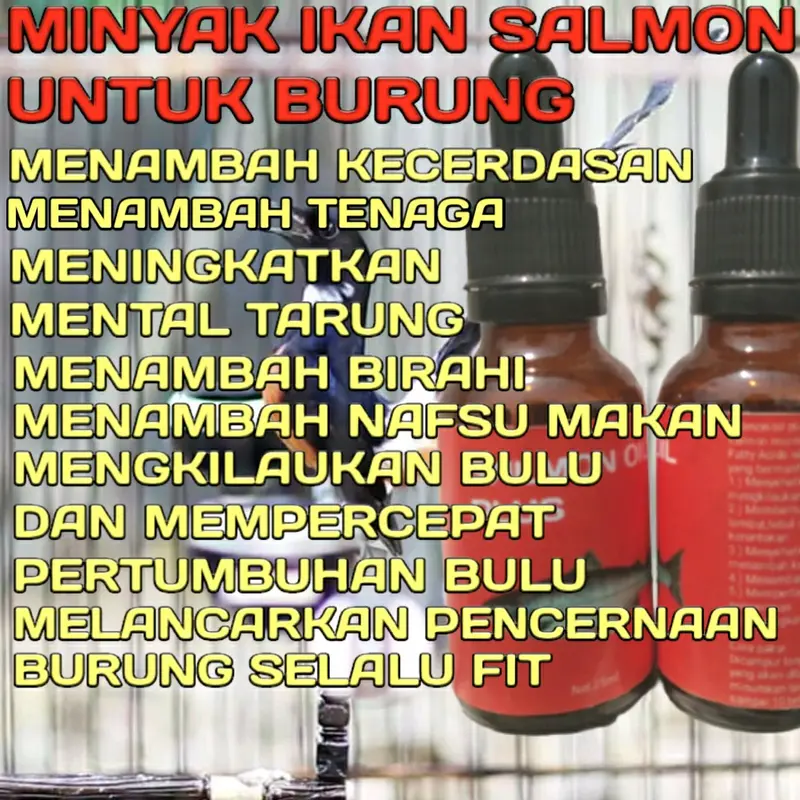 Penggacor Burung Minyak Ikan 6