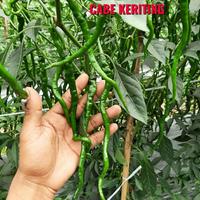 Gambar Benih Cabe Keriting LINJU F1 150 Biji Buah Lebat Kemasan Segel Pabrik dari Kandang Tentrem Lestari Kab. Pati 3 Tokopedia