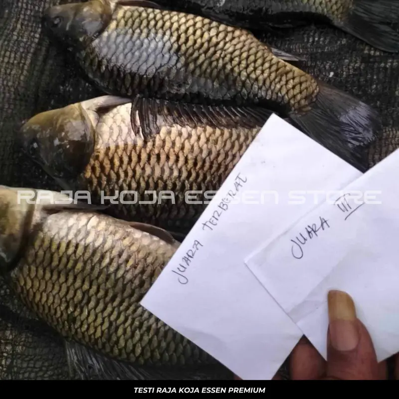 Essen Oplosan Usar Katilayu Melon Kaweni Paling Ampuh Paling Gacor Untuk Ikan Mas Isi 30ml Alat Mancing 4