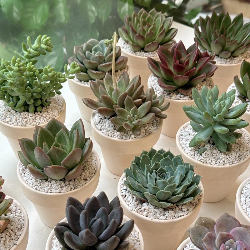 Chậu đất nung + sen đá trồng sẵn cho người mới tập trồng