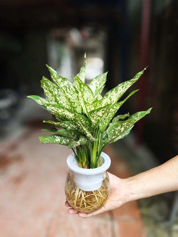 Các mẫu cây thuỷ sinh+bình thuỷ tinh (trầu bà ,vạn lộc,kim tiền...vv) 2