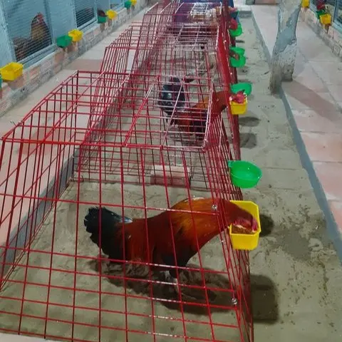 BỘI THÁP, BỘI VUÔNG  [hàng ráp sẳn].bội vuong úp gà , bội  gà vuông 1