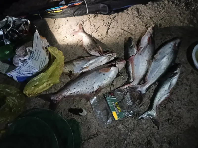 combo 4500g cám tặng 1 tơ nhện#tơnhện#trạngtháimồicâu#bộttaorong Đi Câu Fishing Bắt Cá Câu Cá Fish 1