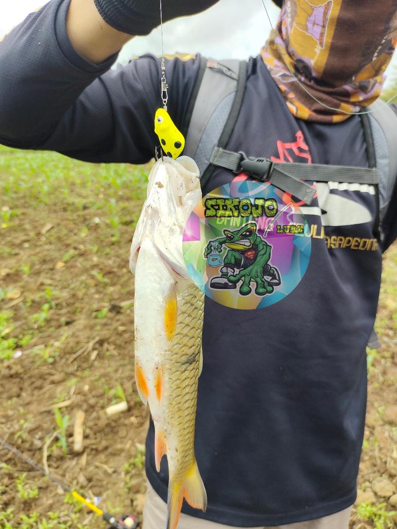 Product Introduction of Lure Soft Frog Mini umpan pancing Ukuran 3cm Berat 5grm Untuk Mancing Casting Ikan Gabus 7