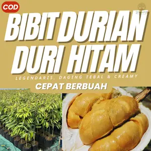 Bibit Durian Duri Hitam Ochee black thorn Okulasi Cepat Berbuah Super Jumbo  Pohon Durian Hitam Unggul  Bergaransi Sertifikat