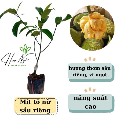 Cây giống Mít tố nữ sầu riêng, mít vị sầu riêng