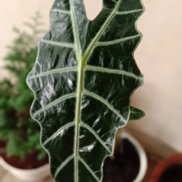 Semir Daun Pengkilap Daun dan Anti Debu Daun | ILOVANT 2