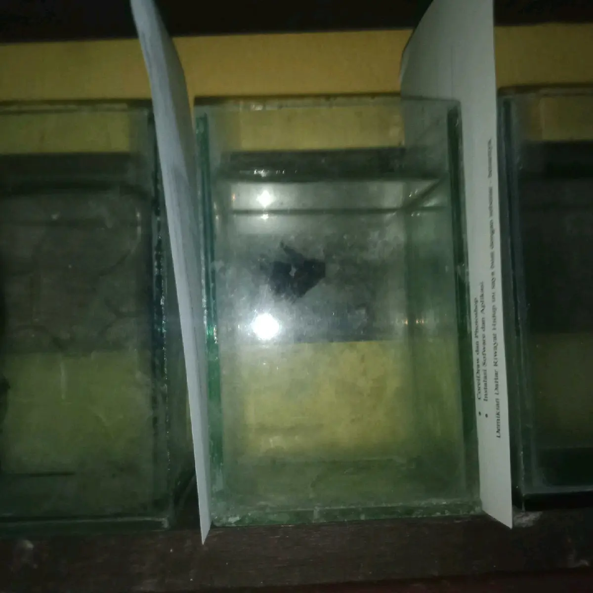 aquarium soliter ikan cupang, bisa untuk hiasan dinding