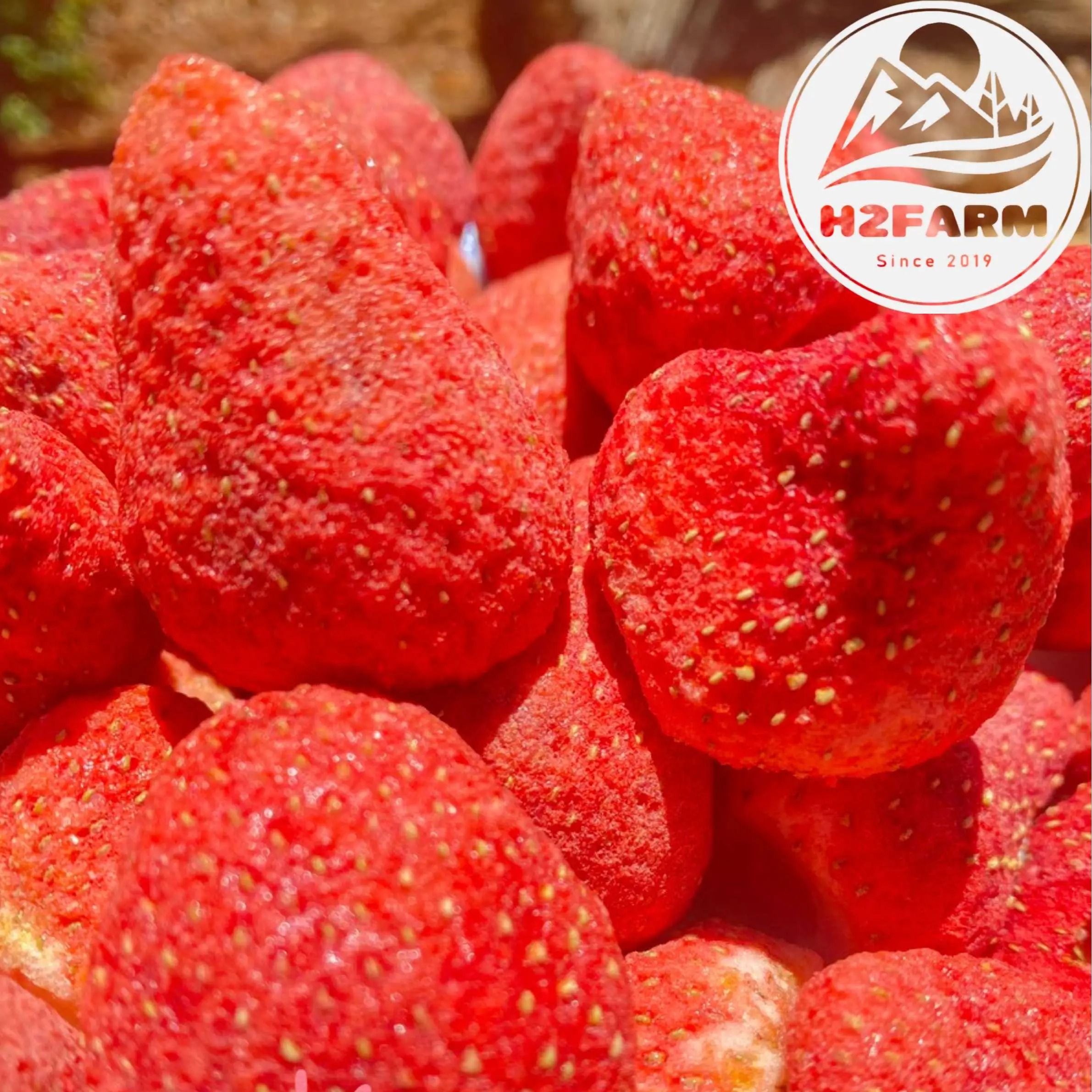 Dâu Tây Sấy Thăng Hoa- Sấy Giòn - H2farm - Chua - Ngọt tự nhiên- Snack food - Ăn Vặt chua - Giòn tan.
