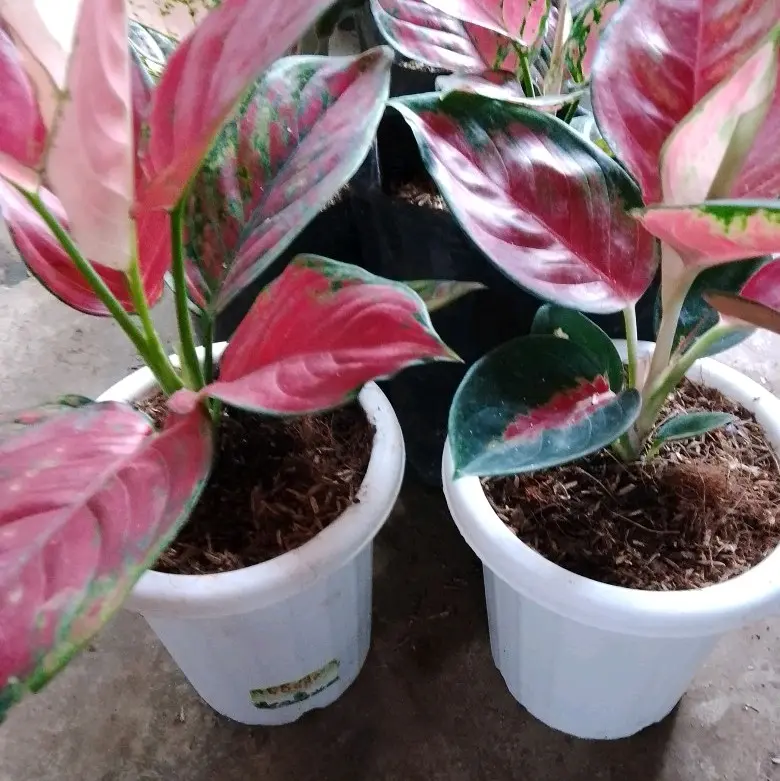 pot yogap.pas untuk tanaman