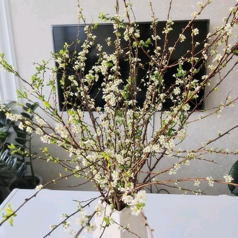 CÂY HOA TUYẾT MAI NGỦ ĐÔNG CẮM BÌNH CHƠI TẾT