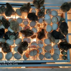 Máy ấp trứng Tuấn Trình