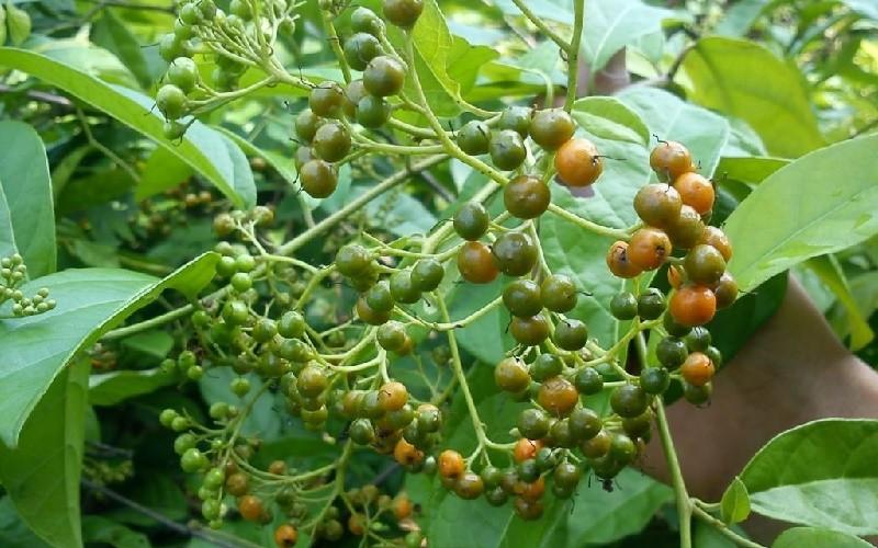 Product Introduction of Cây giống xạ đen hòa bình 3