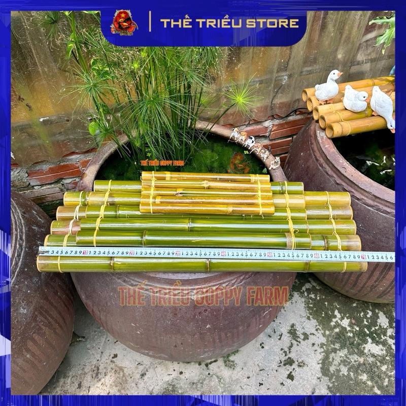 Phên tre trang trí bể cá, tiểu cảnh - 30cm-50cm-70cm ( Đã được sơn bóng và đai dây như ảnh )