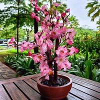 Gambar pohon sakura pohon Imlek bunga imlek gong xi bunga meihua tahun baru cina pohon meihua angpao - 30cm, pohon sakura 40cm dari Gaby Bella Florist Kota Administrasi Jakarta Selatan 3 Tokopedia