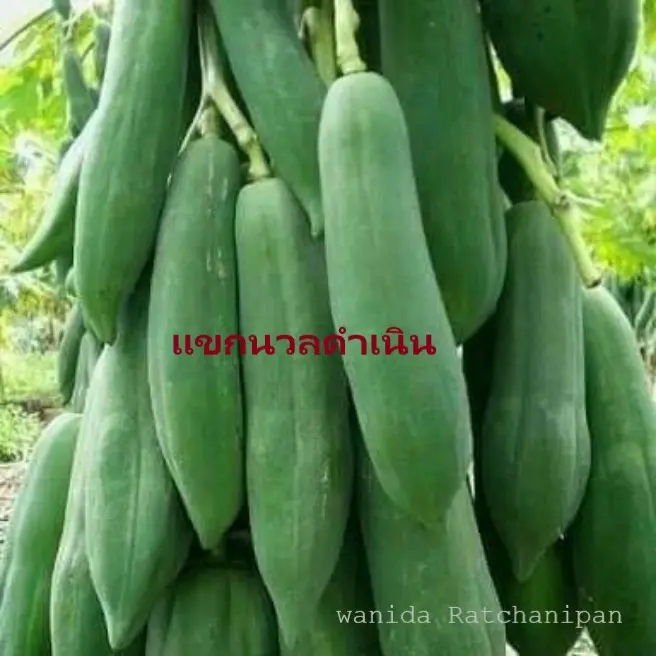 มะละกอแขกนวลดำเนิน ลูกดก ต้นเตี้ย (เมล็ดพันธุ์พร้อมวิธีการปลูก)