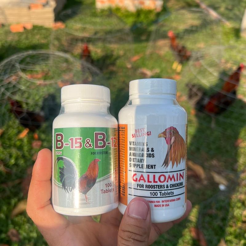 Combo thuốc nuôi B15&B12 - GALOMIN cho gà tơ & gà vô chế độ đá