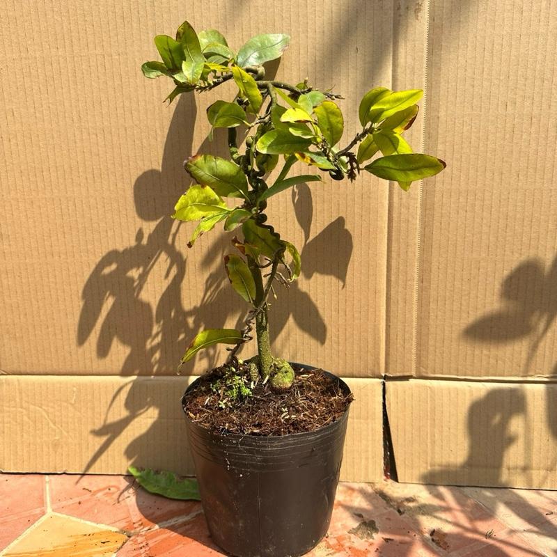 Cây mai tự xoắn tự nhiên - bonsai gốc ghép đẹp