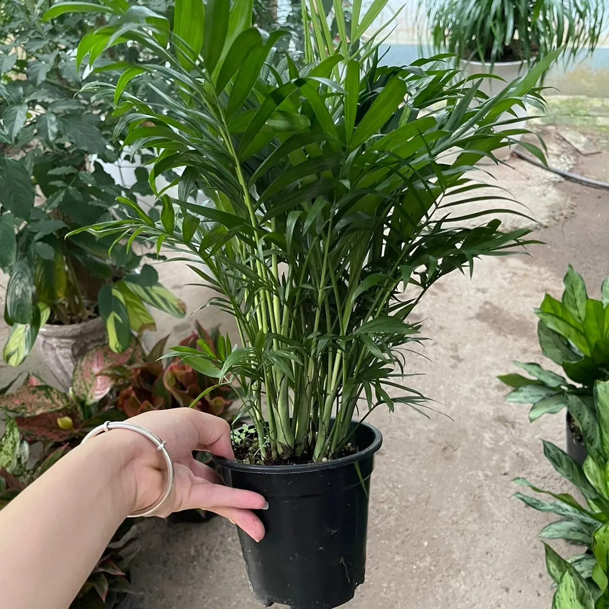 Cây cau tiểu trâm mini, sức sống khỏe phong tủy tốt, thích hợp trang trí nội thất , văn phòng , bàn làm việc