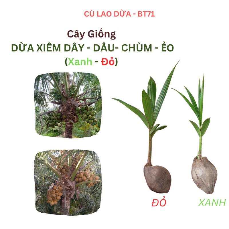 Giống Cây Dừa Xiêm Dây Xiêm Chùm - Xiêm Dâu - Xiêm Ẻo - Ra Trái Sớm nhất 18-24 Tháng - Dừa siêu trái 40-120 quả cây năm - 2 loại giống dừa thân cây xanh và đỏ - Nước Ngọt gắt từ 250-350ml trái -Cây Giống cao 35-70cm - Tại Vườn Bến Tre
