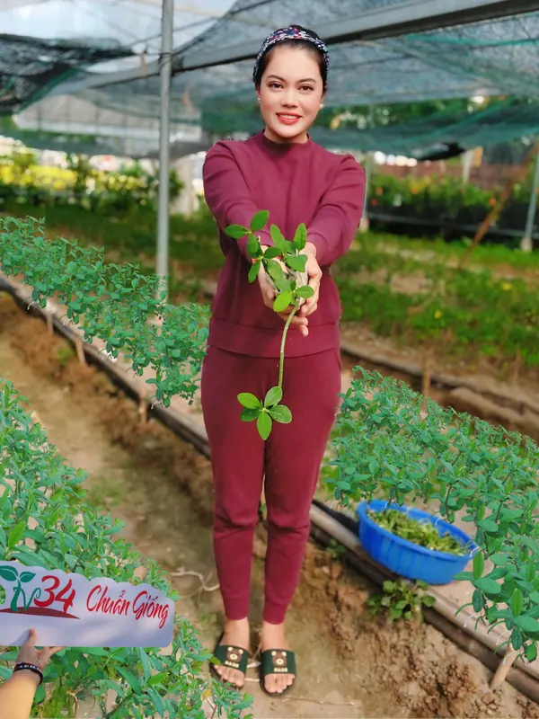 8 bầu cây CÂY THẠCH ANH (LÁ DẦY). Loại trưởng thành, trồng vườn, chậu, ban công, sân thượng, hữu cơ, dược tính cao, chuyên về U.N.G T.H. h.ọng và ức chế tế bào U.N.G T.H.U giống 2