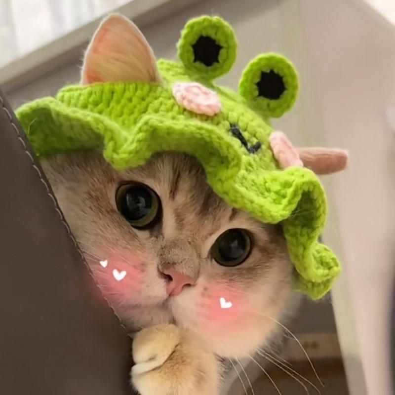 Cat hat, pet hat, puppy hat, cute and funny pet cross dressing hat 2