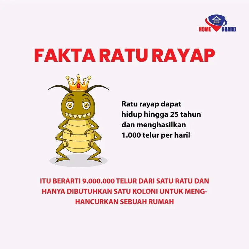 Home Guard Anti Rayap Cairan Pengusir Rayap Perlindungan Jangka Panjang - 100ml 3