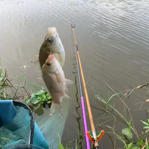 BảoAnh Fishing Câu cá tự nhiên