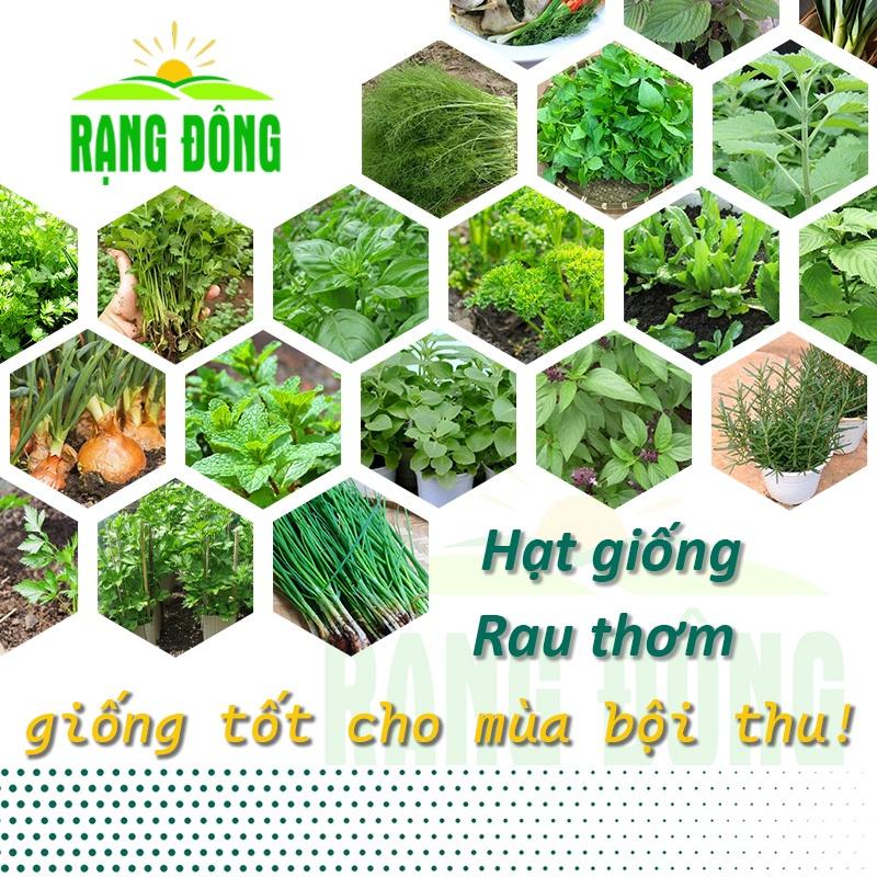 Hạt giống Cà tím - Cà pháo trồng quanh năm, dễ chăm sóc, nhanh thu hoạch, trái…